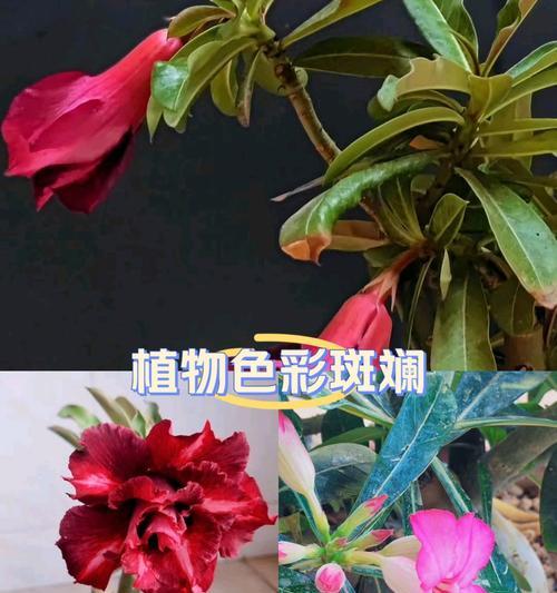 斑点兰花的花语是什么？它有什么特别含义？