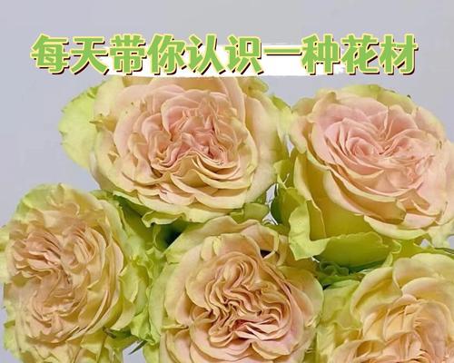 送给初恋的花语是什么？哪种花最能代表初恋？
