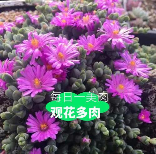 碧玉花语是什么？如何正确养护碧玉植物？