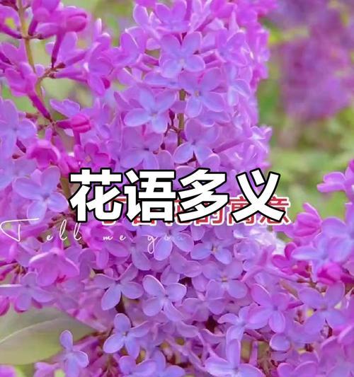 见到初恋时应该送什么花？花语中有哪些暗示？
