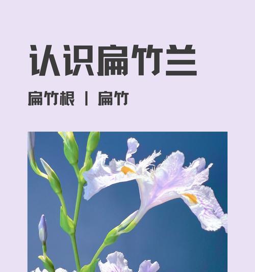 竹子的花语是什么？竹子在文化中代表什么意义？