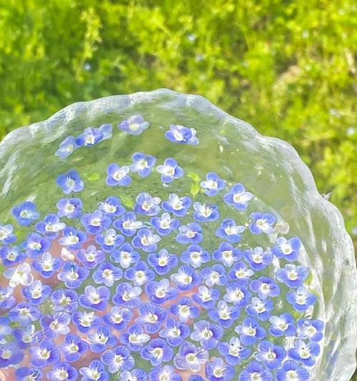西亚婆婆纳花语是什么？西亚婆婆纳有何特别寓意？