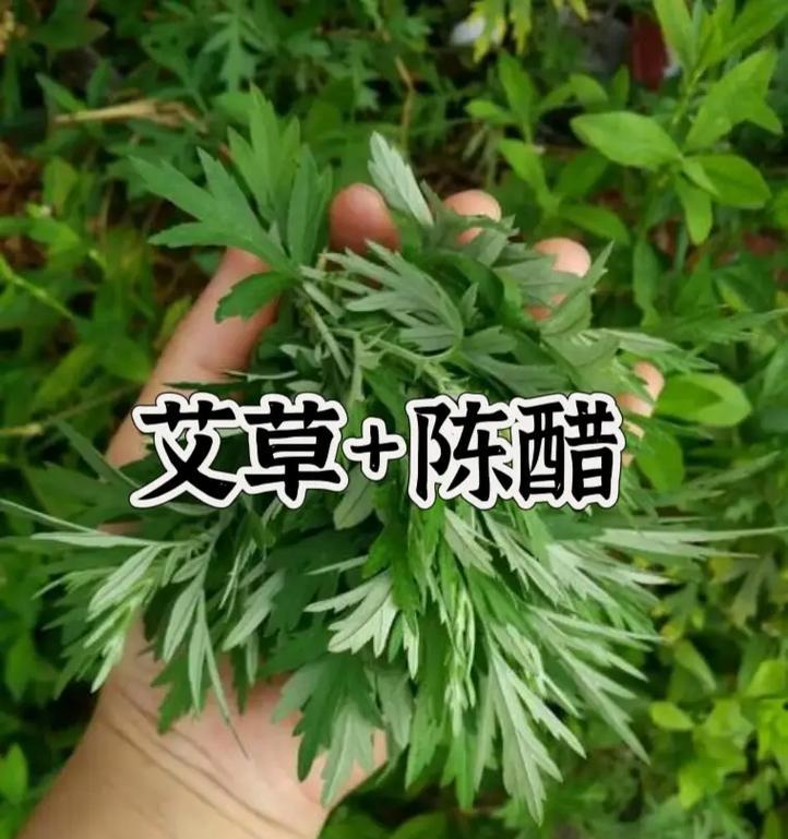 艾草花语是什么？艾草在传统中有哪些寓意？