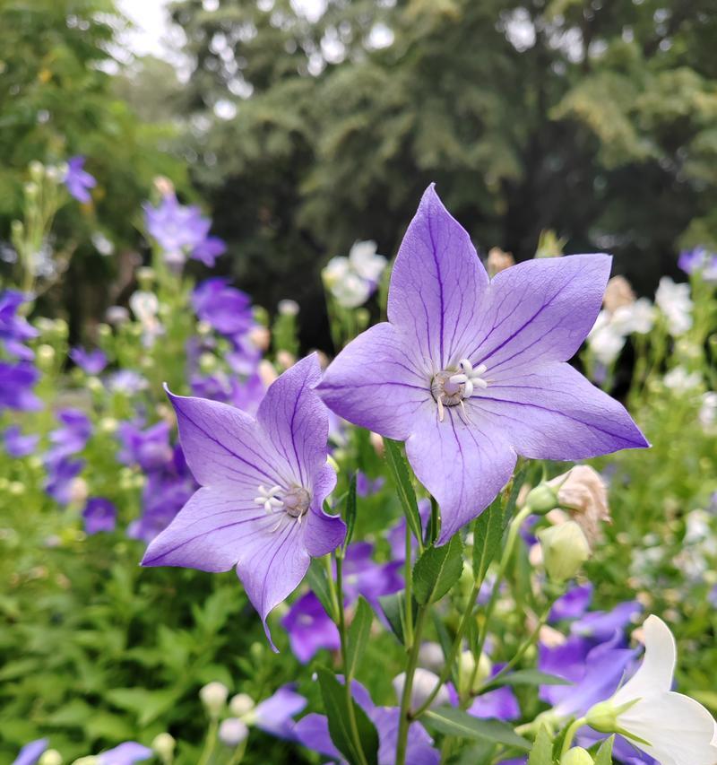 桔梗的花语诚实吗？桔梗花代表了哪些情感？