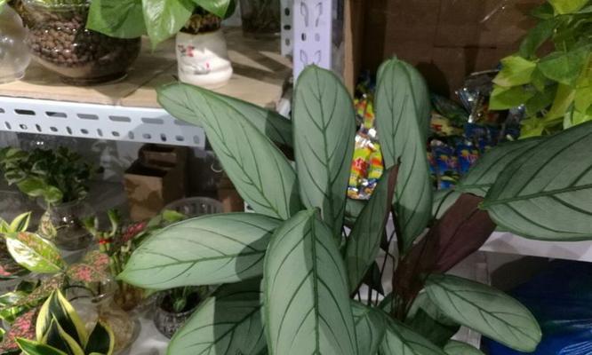 猫眼茱萸得花语是什么？猫眼茱萸有何特殊含义？