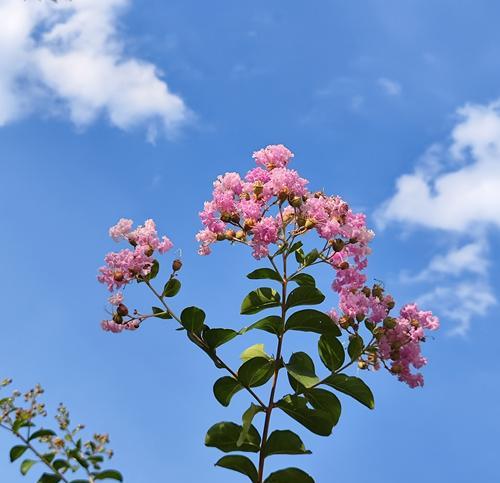 温柔的花语有哪些？哪种花最能表达温柔情感？