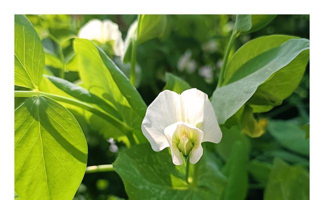 豌豆的花语是什么？豌豆花在花语中代表什么？