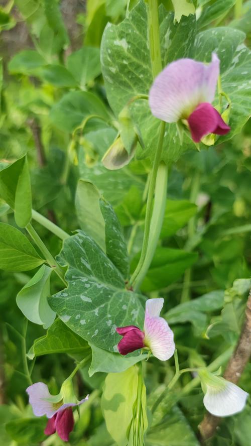 豌豆的花语是什么？豌豆花在花语中代表什么？
