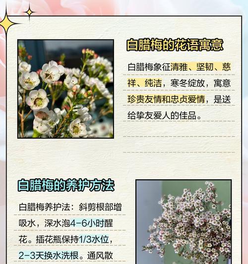 腊梅的花语品种有哪些？腊梅在花语中象征着什么？