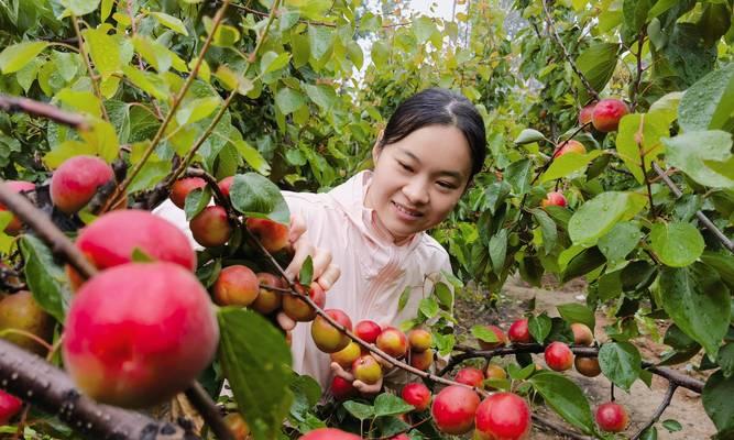 杏树落叶的花语是什么？杏树落叶有何寓意？