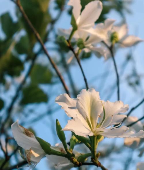 什么花的花语是忘我？