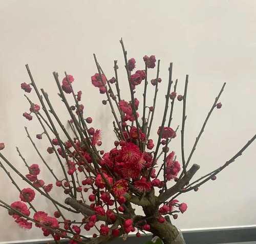 不死花的花语是什么？