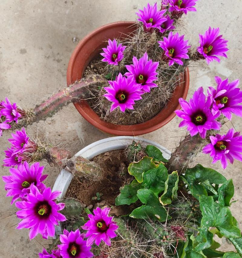 不死花的花语是什么？