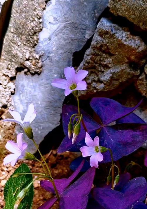 紫叶醡浆草的花语代表什么？
