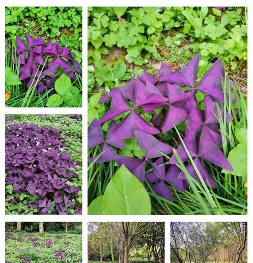 紫叶醡浆草的花语代表什么？