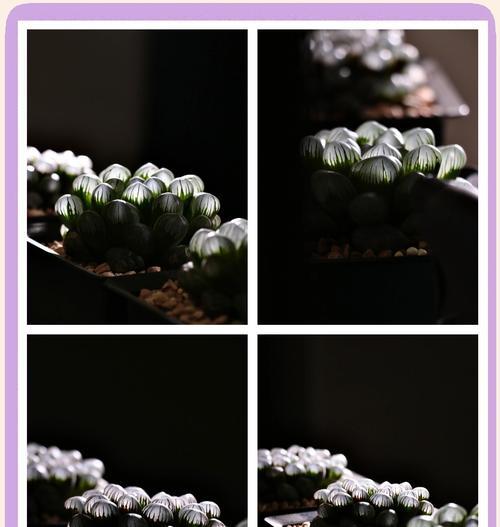 冰玉露花语是什么意思？
