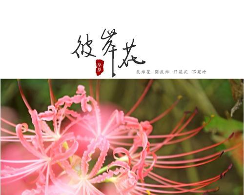 眼睛花语的含义是什么？
