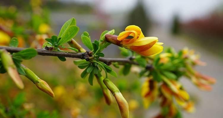 红花锦鸡儿的花语代表什么？