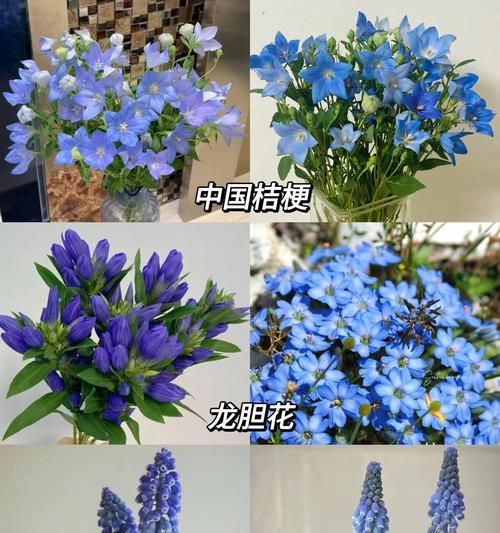希望纯真的花语是什么？