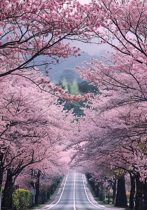日本早樱花语有哪些？日本早樱花语代表什么？