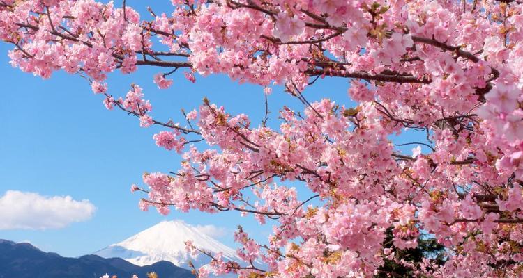 日本早樱花语有哪些？日本早樱花语代表什么？