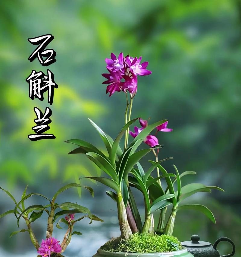 米奇石斛兰花语是什么？米奇石斛兰有何特别花语？