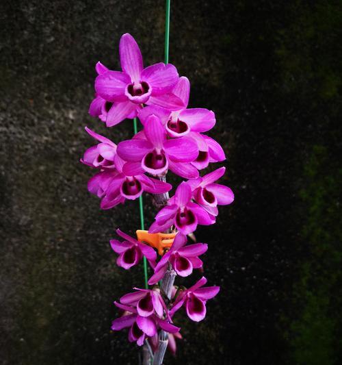 米奇石斛兰花语是什么？米奇石斛兰有何特别花语？