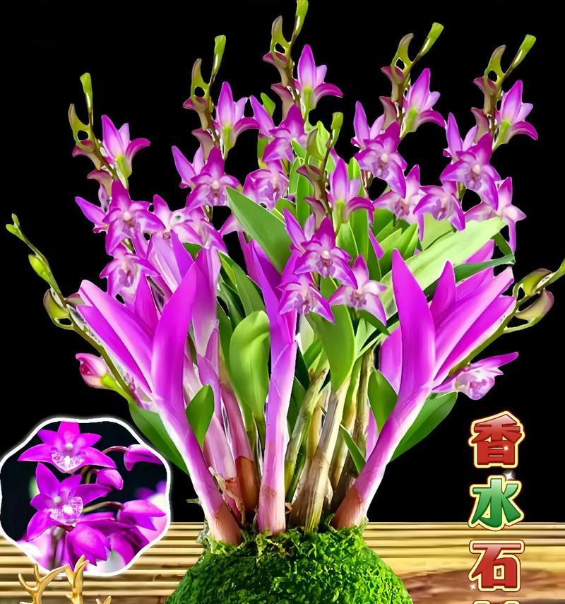 米奇石斛兰花语是什么？米奇石斛兰有何特别花语？