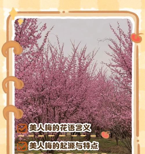 梅花的花语大全有哪些？梅花有哪些不同的花语？