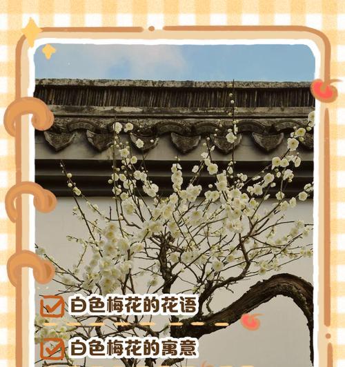 梅花的花语大全有哪些？梅花有哪些不同的花语？