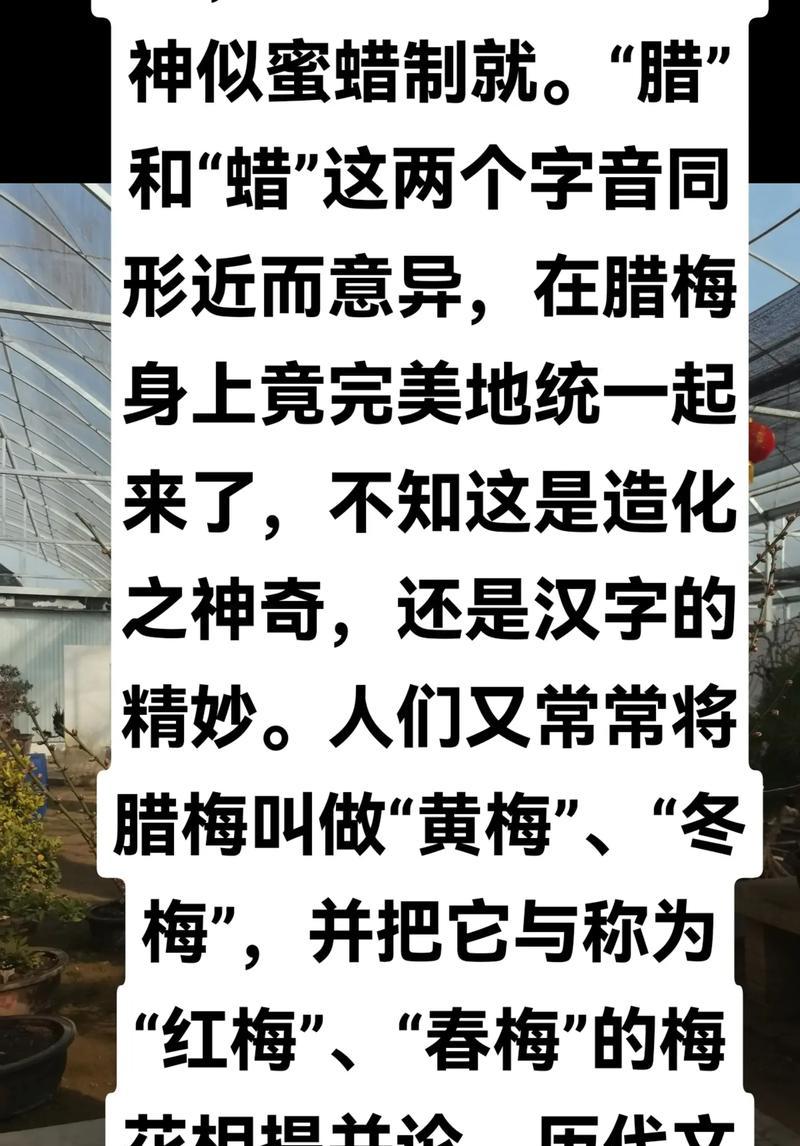 梅花有哪些花语？梅花的花语代表什么意义？