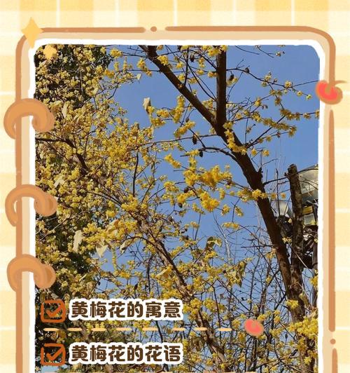 梅花有哪些花语？梅花的花语代表什么意义？