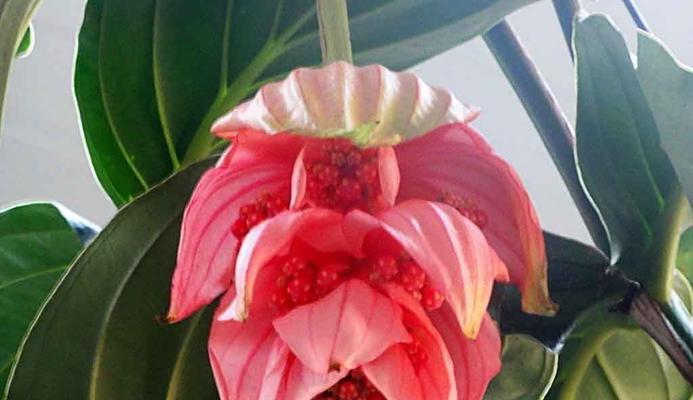 植物宝莲灯花语是什么？宝莲灯花语有何寓意？