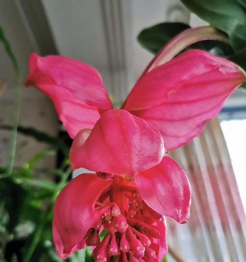 植物宝莲灯花语是什么？宝莲灯花语有何寓意？
