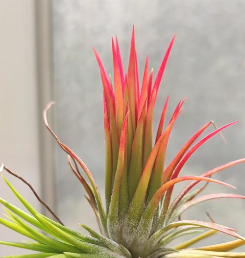 红心凤梨的花语是什么？红心凤梨有何特别含义？