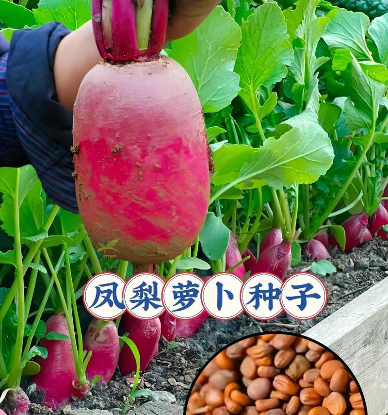 红心凤梨的花语是什么？红心凤梨有何特别含义？