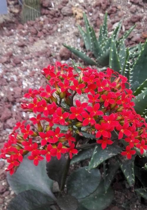 长寿花寓意花语有哪些？长寿花的花语代表什么？