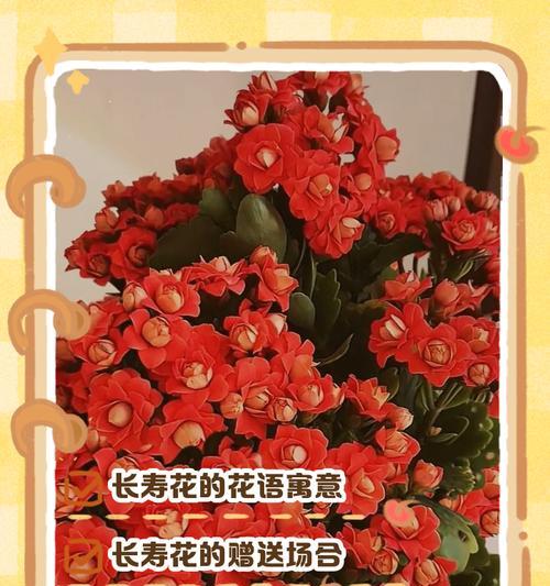 长寿花寓意花语有哪些？长寿花的花语代表什么？