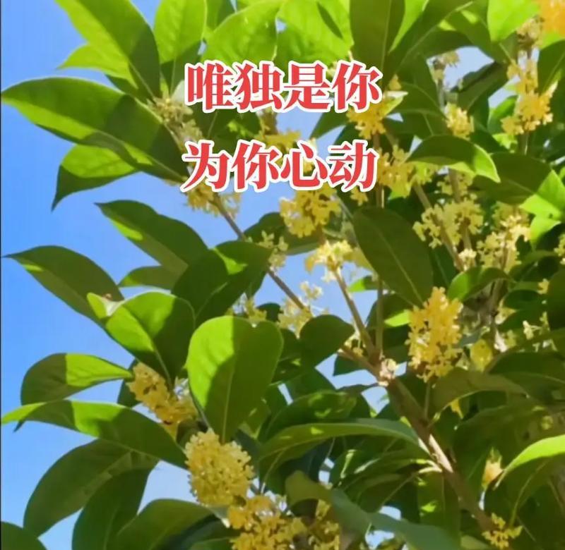 桂花的花期花语是什么？桂花有哪些花语含义？