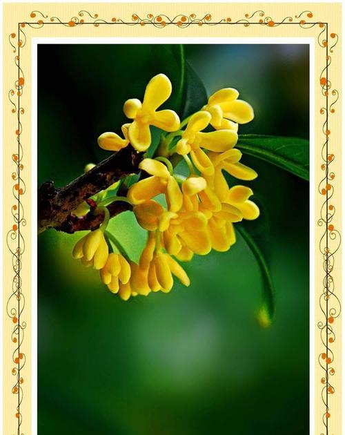 桂花的花期花语是什么？桂花有哪些花语含义？