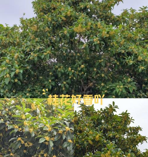 桂花的花期花语是什么？桂花有哪些花语含义？