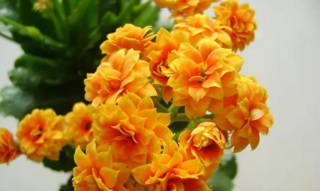 伽蓝菜花的花语是什么？伽蓝菜花有何特别寓意？