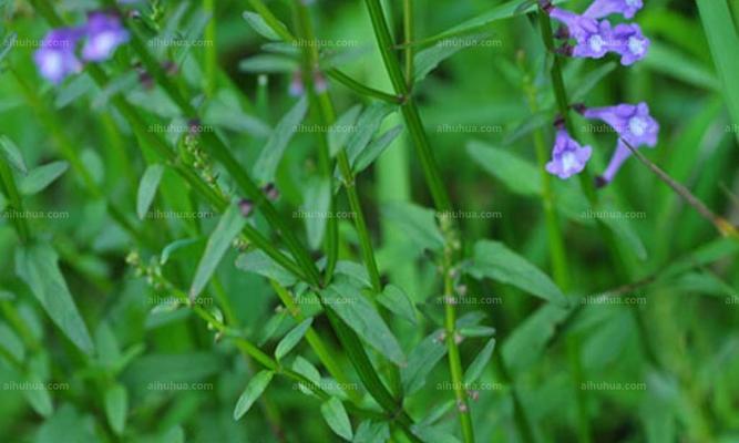 半枝莲花语恶意是什么？半枝莲有何负面花语？