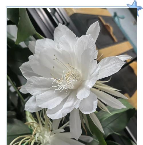 昙花资料和花语是什么？昙花的花语有何深意？
