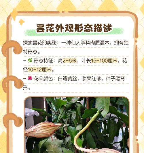 昙花资料和花语是什么？昙花的花语有何深意？