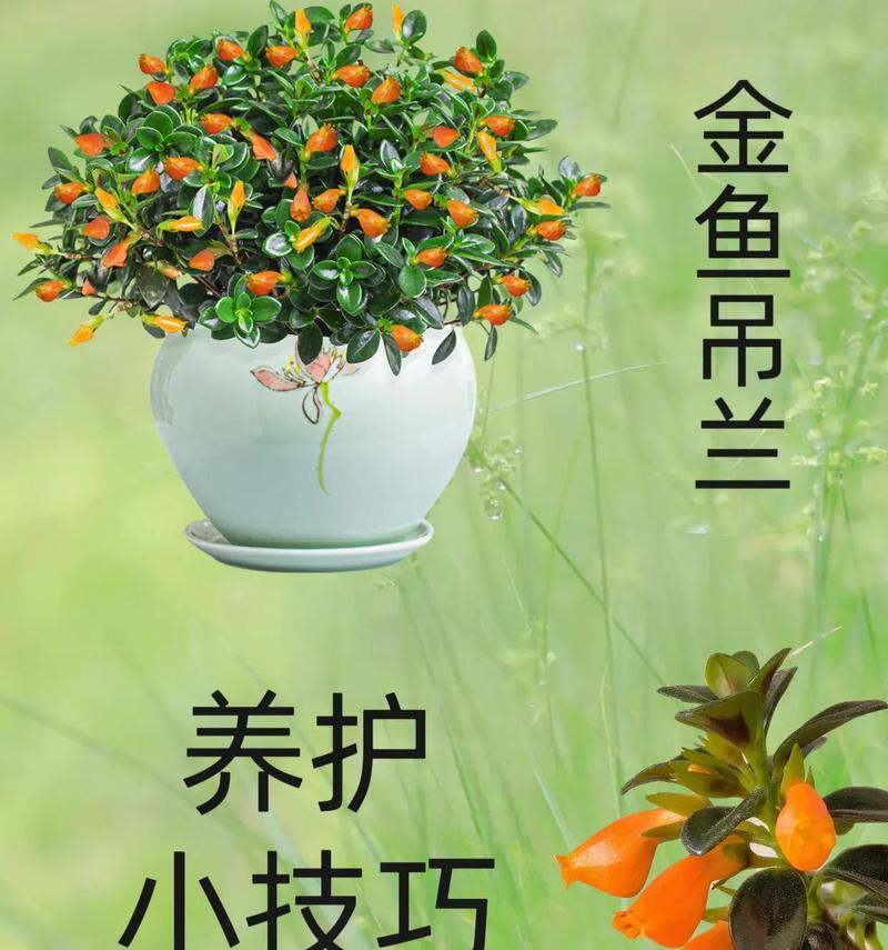 吊兰寓意及花语是什么？吊兰的花语代表什么？