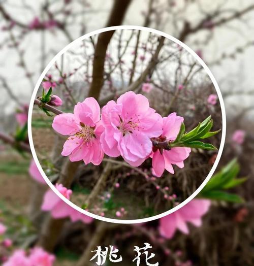 柳树的花语人生是什么？柳树花语有何特别含义？