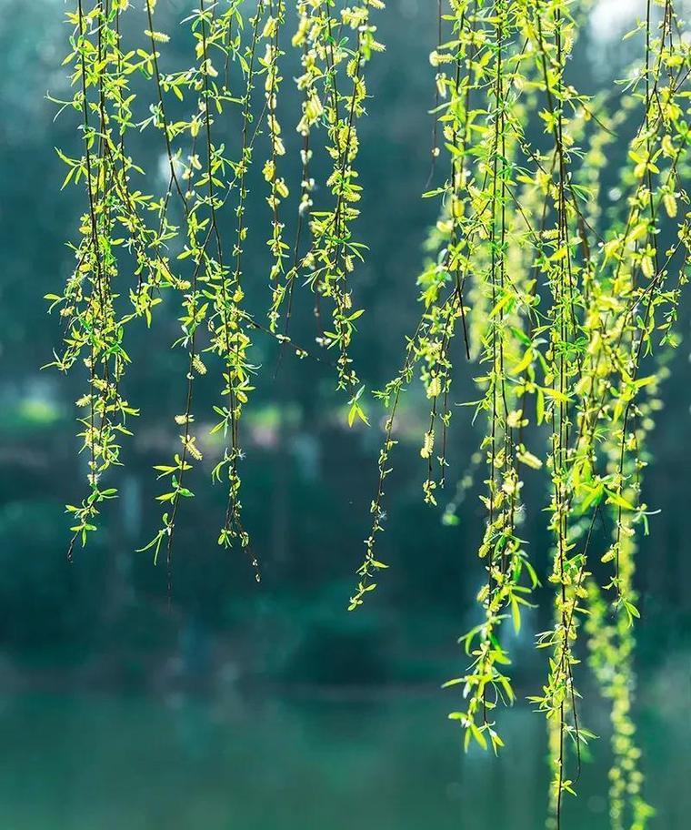柳树的花语人生是什么？柳树花语有何特别含义？