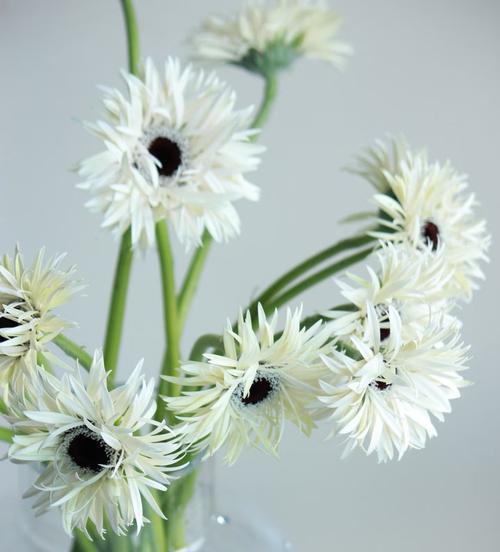 非洲菊花语产地有哪些？非洲菊的花语代表什么？