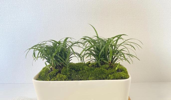 苔藓花语是什么？苔藓植物有何特别花语？